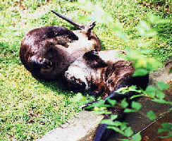 Getcha! - Otters playing