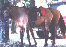 paso fino horses