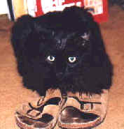 guarding Mom's shoes