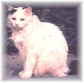 Dmitri