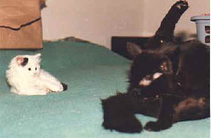 That tail looks like toy