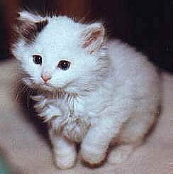Ready to pounce