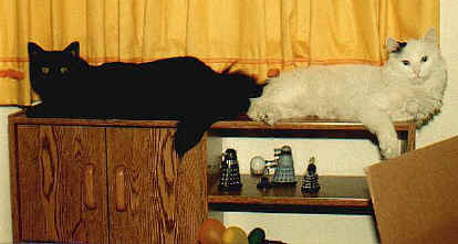 'Mmitri and Sky on the computer desk in the office - 1990 or '91