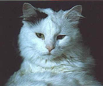 Dmitri, 1988 - 1992